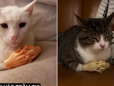 Mèo trầm cảm meme và những góc khuất trong thế giới boss