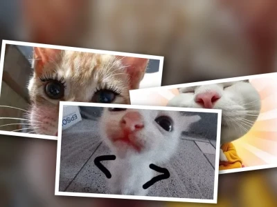Mèo vô tri meme biểu cảm đỉnh cao dành cho dân sành điệu