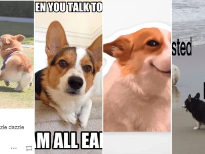 Sự thật bất ngờ về meme corgi khiến bạn cười nghiêng ngả