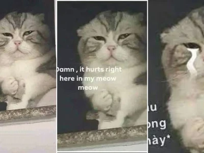 Sự thật bất ngờ về meme mèo đau ở đây này bạn nên biết