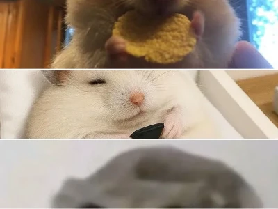 Sưu tầm ảnh chuột hamster meme siêu cute hài hước nhất