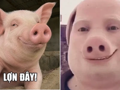 Tổng hợp lợn meme hài hước nhất cho mọi cuộc trò chuyện