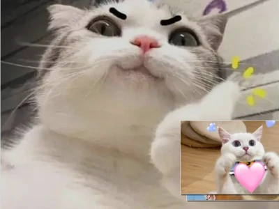 Tổng hợp meme mèo hạnh phúc siêu hài hước cực vui nhộn