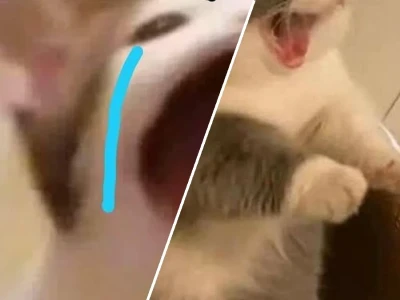 Tổng hợp meme mèo hét hài hước nhất cho dân mạng