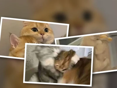 Tổng hợp meme mèo ôm nhau siêu cấp đáng yêu cười xỉu