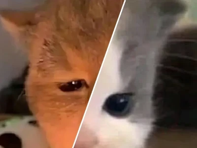 Tổng hợp những hình ảnh meme mèo bựa cười siêu lầy lội