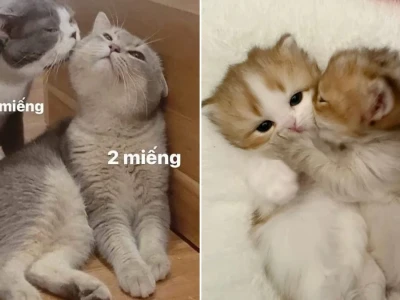 Top 101 ảnh meme mèo hôn nhau siêu cute cho hội yêu mèo