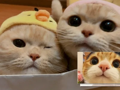 Top 199 mẫu hình nền facebook mèo cute nhất cho bạn