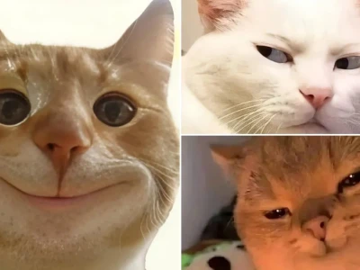 Top 28 mẫu mặt mèo meme độc lạ cực kỳ hài hước