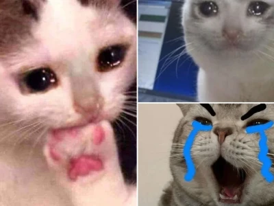 Top bộ sưu tập meme con mèo khóc cực hài hước cho bạn