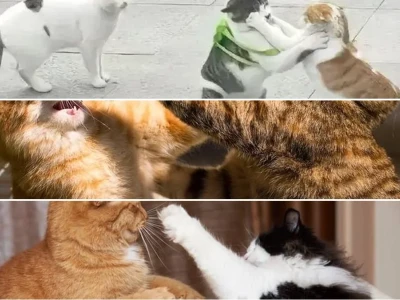 Top Meme Mèo Đánh Nhau Cực Hài Hước Cho Bạn Giải Trí