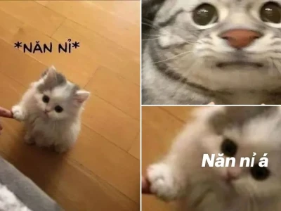 Top meme mèo năn nỉ cực hài giúp bạn xin xỏ hiệu quả