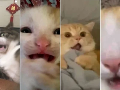 Top meme mèo sợ hãi độc đáo cười nghiêng ngả mỗi ngày