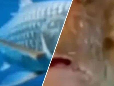 Top những meme con cá hài hước khiến bạn cười xỉu up xỉu down
