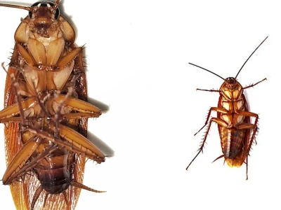 Trọn bộ hình nền con gián độc đáo dành cho bạn