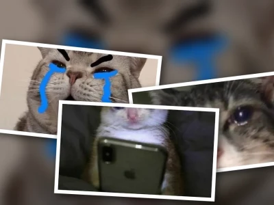 Tuyển tập ảnh mèo khóc meme siêu hài hước cực giải trí