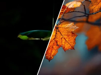 Tuyển tập hình nền chiếc lá đẹp mang tài lộc may mắn