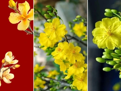 Tuyển tập hình nền hoa mai cho điện thoại đẹp nhất