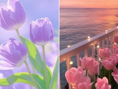 Tuyển tập hình nền hoa tulip chill đẹp nhất cho thiết bị