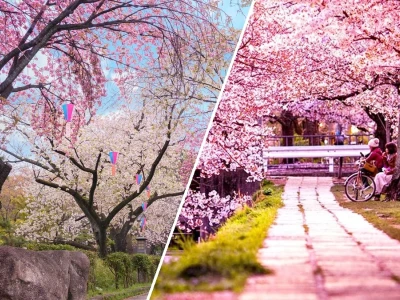 Tuyển tập hình nền máy tính hoa anh đào 4K sắc nét nhất