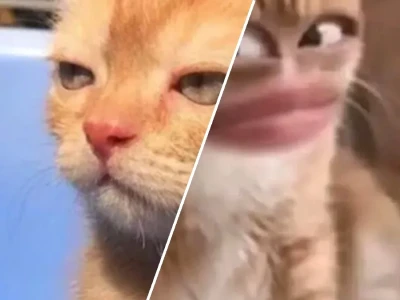 Tuyển tập meme mèo bất lực cực hài hước cho giới trẻ