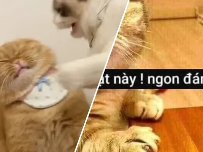 Tuyển tập meme mèo đánh lộn bá đạo nhất cho hội lầy
