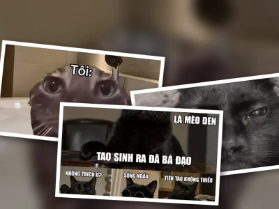 Tuyển tập meme mèo đen cực bựa khiến bạn cười không nghỉ