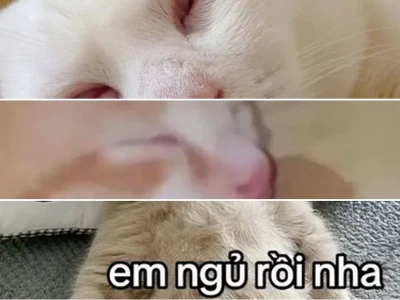 Tuyển tập meme mèo đi ngủ siêu dễ thương cực hài hước
