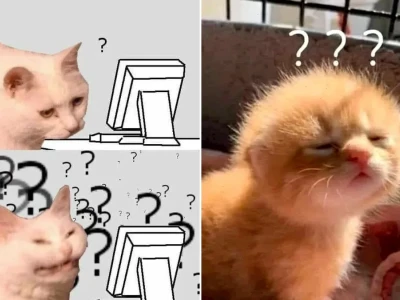 Tuyển tập meme mèo hỏi chấm cực hài hước cho mọi tình huống