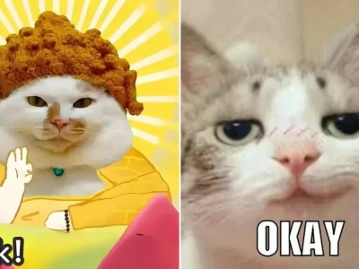 Tuyển tập meme mèo ok với biểu cảm hài hước nhất