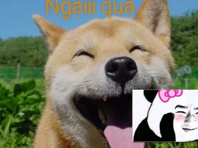 Tuyển tập meme ngại quá cho những lúc quê độ siêu cấp
